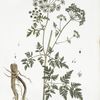 La Grande Cigue.