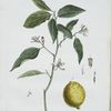 Le Citronier.