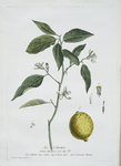 Le Citronier.