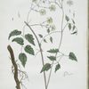 La Clématite, ou l'Herbe aux Geux.