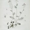 Le Cresson des Prés.