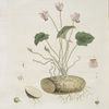 Le Cyclamen, ou Pain de Pourceau.