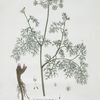 Le Daucus de Candie.