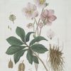 L'Hellebore noir.