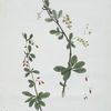L'Epine Vinette.