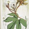 Hodgsonia Heteroclita, Hook. fil. et Thoms. (Male plant).