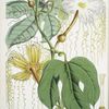 Hodgsonia Heteroclita, Hook. fil. et Thoms. (Female plant)