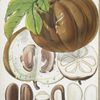 Hodgsonia Heteroclita, H. f. et T. (Fruit)