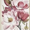 Magnolia Campbellii, H.f. et T. (Flowering plant).