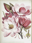 Magnolia Campbellii, H.f. et T. (Flowering plant).