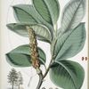 Magnolia Campbellii, H.f. et T. (Fruiting plant in foliage)