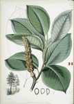 Magnolia Campbellii, H.f. et T. (Fruiting plant in foliage)
