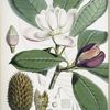 Talauma Hodgsoni, H.f. et T.