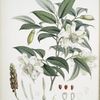 Michelia Cathcartii, H.f. et T.