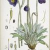 Meconopsis Simplicifolia, H. f. et T.