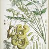 Decaisnea Insignis, H.f. et T.
