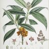 Aucuba Himalaica, H.f. et T.