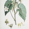 Begonia Cathcartii, H. f. et T.