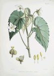 Begonia Cathcartii, H. f. et T.