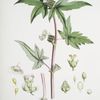 Begonia Gemmipara, H.f. et T.