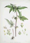 Begonia Gemmipara, H.f. et T.