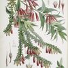 A. Vaccinium Salignum, H.f. et T. ; B. Vaccinium Serpens, H.f. et T.