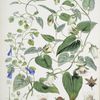 A. C. Gracilis, H. f. et T. ; B. Codonopsis (Campanumcea) Javanica, H.f. et T. C. C. Inflata, H.f. & T.