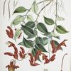 Aeschynanthus Peelii, H.f. & T.