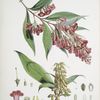 Buddleia Colvilei, H.f. & T.