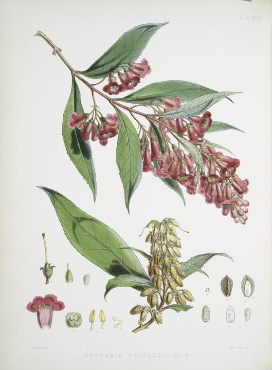 Buddleia Colvilei, H.f. & T. - NYPL Digital Collections