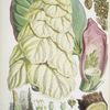 Rheum Nobile, H.f. & T.