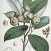 Quercus Lamellosa, Ham.