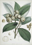 Quercus Lamellosa, Ham.