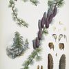 Larix Griffithii, H.f. & T.
