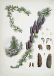 Larix Griffithii, H.f. & T.