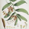 Vanda Cathcarti, Lindley.