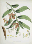 Vanda Cathcarti, Lindley.