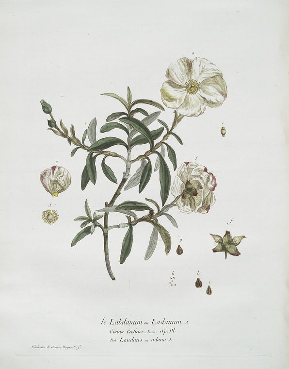 Le Labdanum, ou Ladanum. - NYPL Digital Collections