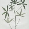 Le Manioc.
