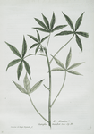 Le Manioc.