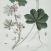 La Mauve.