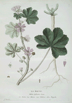La Mauve.