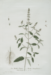 La Menthe Poivrée, ou Menthe Danglerre.