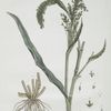 Le Millet.