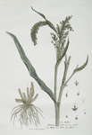 Le Millet.