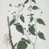 La Morelle Grimpante, ou Vigne de Judée.