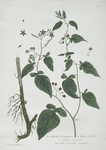 La Morelle Grimpante, ou Vigne de Judée.