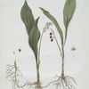 Le Muguet.