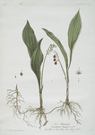 Le Muguet.