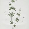 Le Muguet des Bois, ou Hepatique étoilée.
